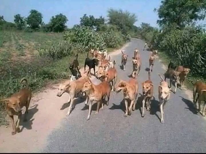 कुत्तों के वकील कपिल सिब्बल के अथक प्रयास से कुत्तो को मिली सबसे बड़ी अदालत से राहत कुत्तों ने ली चैन की सांस...

सत्यमेव जयते