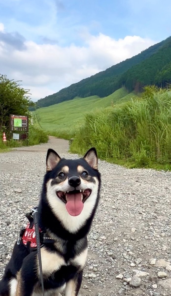 wanta610's tweet photo. ルイの少し早めの誕生日旅行🎂
前回は2人だったけど、同じ箱根でもルイが増えてまた違った旅行になった！😁リフレッシュ出来て本当によかった！また、お仕事頑張っていこうと思います！😁旅行で疲れて爆睡のルイが可愛い😍 https://t.co/wwyv48dgfT