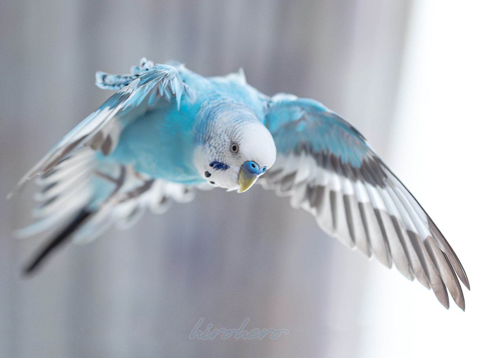 hiro　　アネモネ、信長、インコ hirohero on X: 