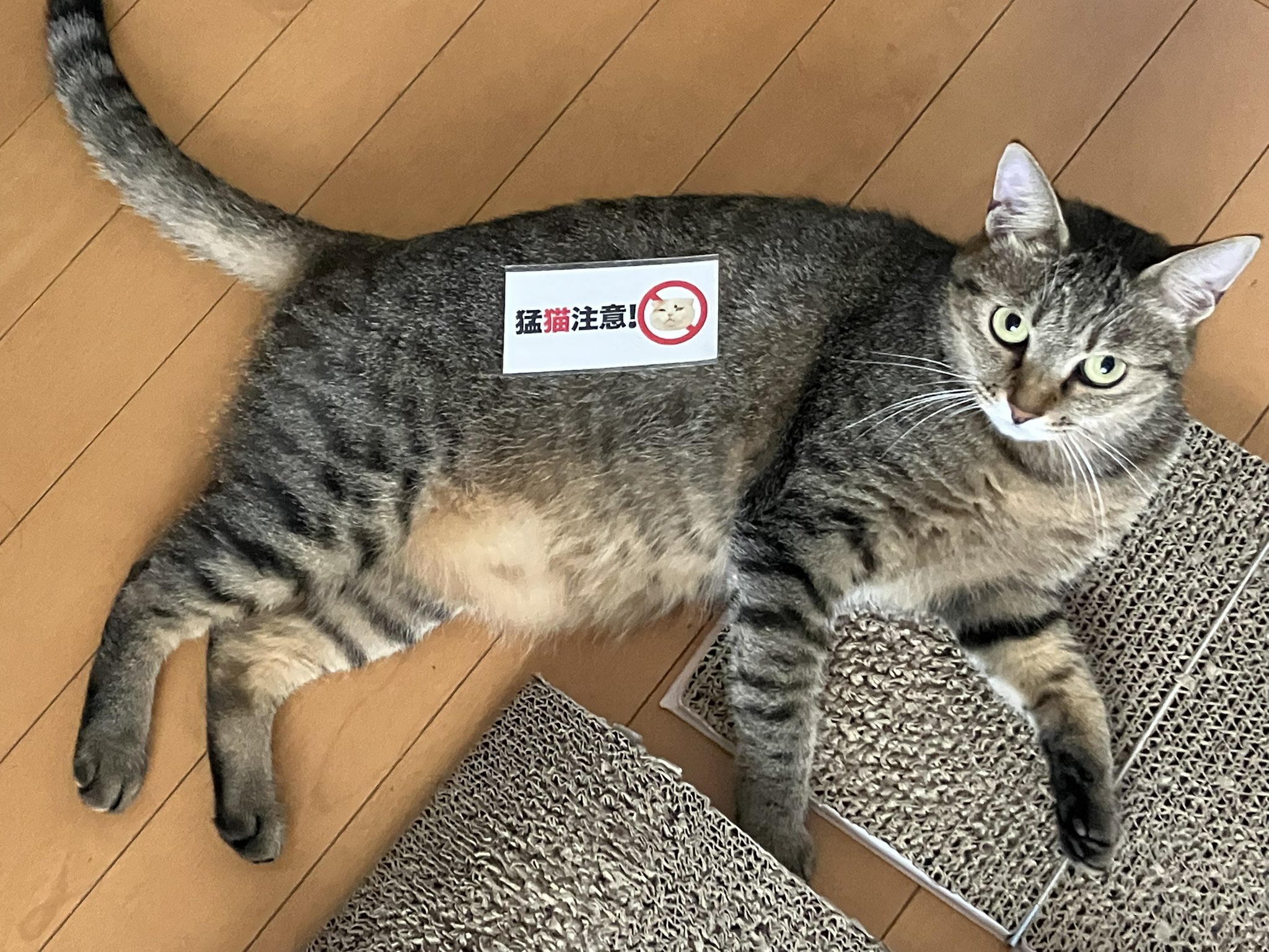 猫猫 猫猫 カード検索 ｜ Z/X - Zillions of enemy X - ゼクス公式サイト