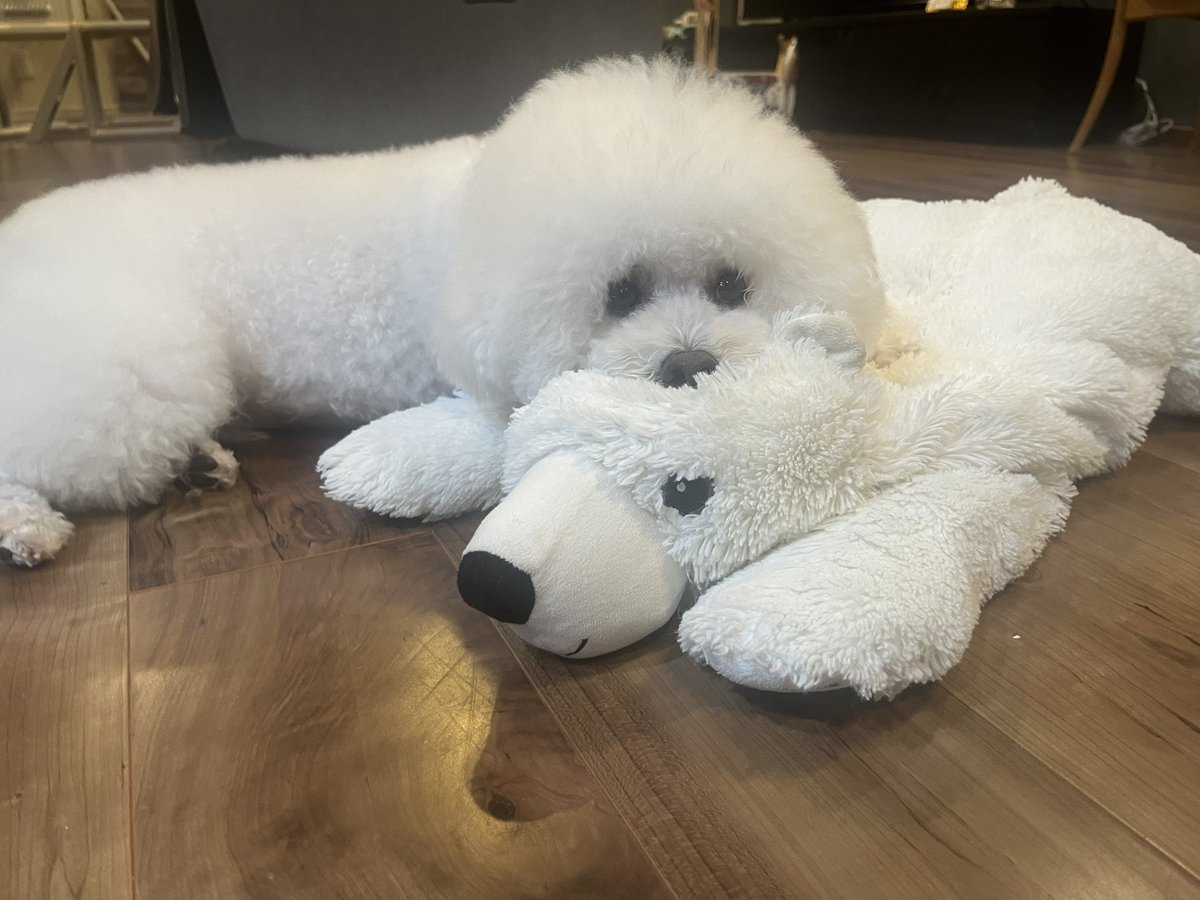 ブリッツのあとのへとへとプ🐻‍❄️💭