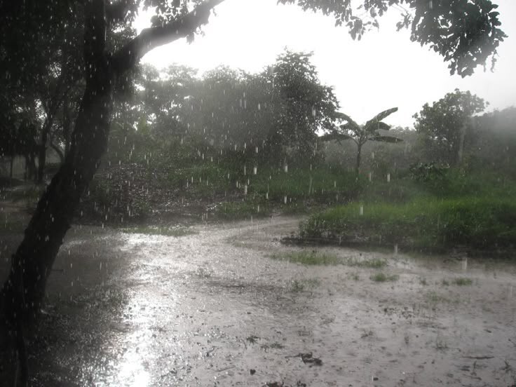 gIoomyweather's tweet photo. rainy season. https://t.co/3A6T67TSsr