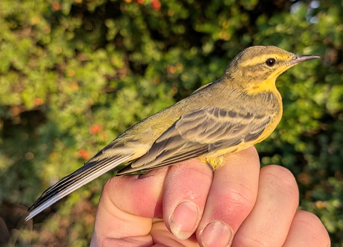 We were back by the cattle last night. It was amazing, there were at least 500 Yellow Wagtails present. We ringed 75 including this superb adult. The farmer doesn't use insecticides, leaving the birds to control insects. The vet said that the cattle are benefitting as a result.