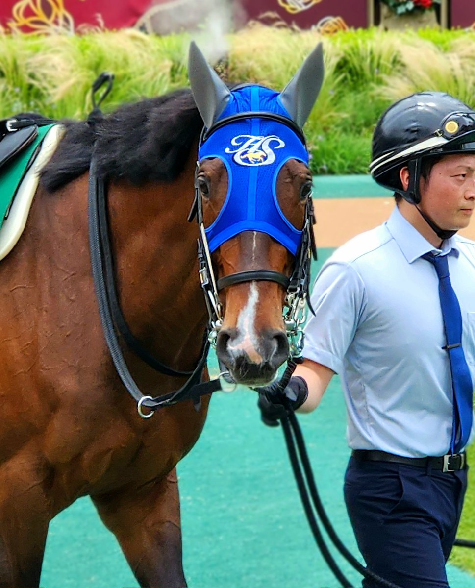 ホッコーメヴィウス
幸せ溢れるキャンパスライフを🍀
いつか馬術大会でその名を聞ける日を楽しみにしています🏇