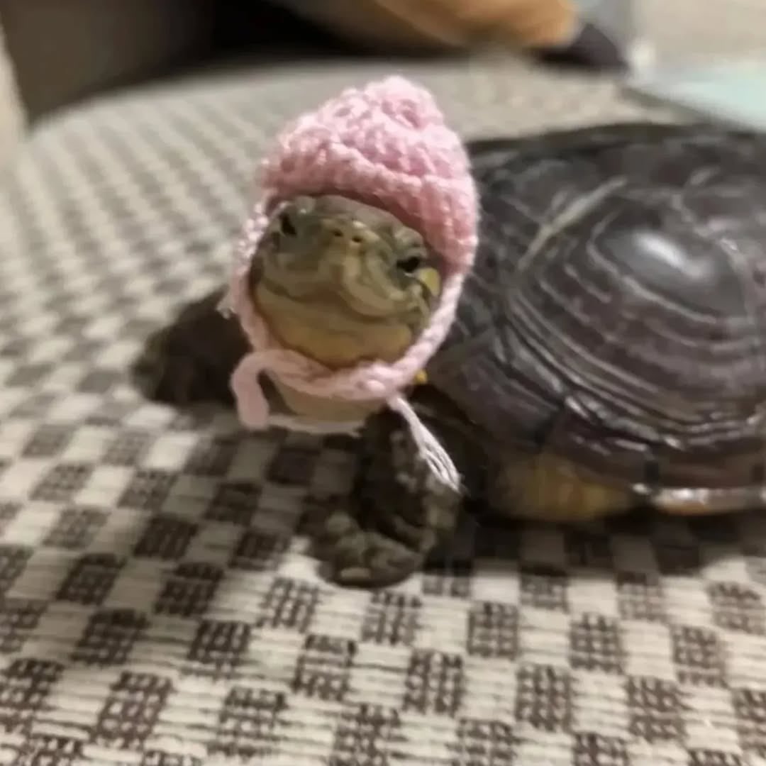 why you should have an animal (@shouldhaveanima) on Twitter photo Ready for vacation Ready for vacation