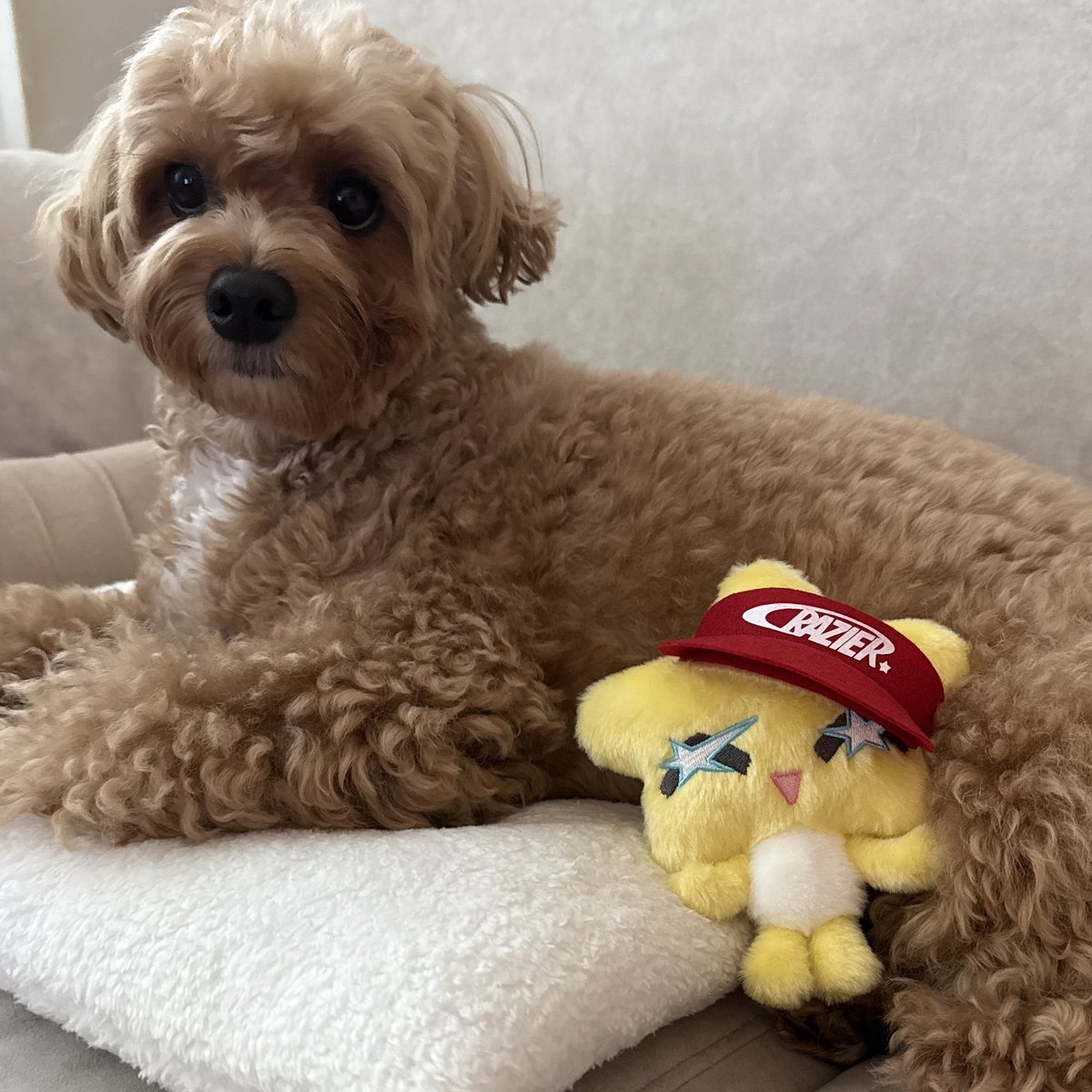 오늘의 불미스러운 일.. 출근하고 홈캠 보는데 가방까지 뒤져서 피스비 훔쳐 간 사건... 너네 사이좋았잖아(?).....