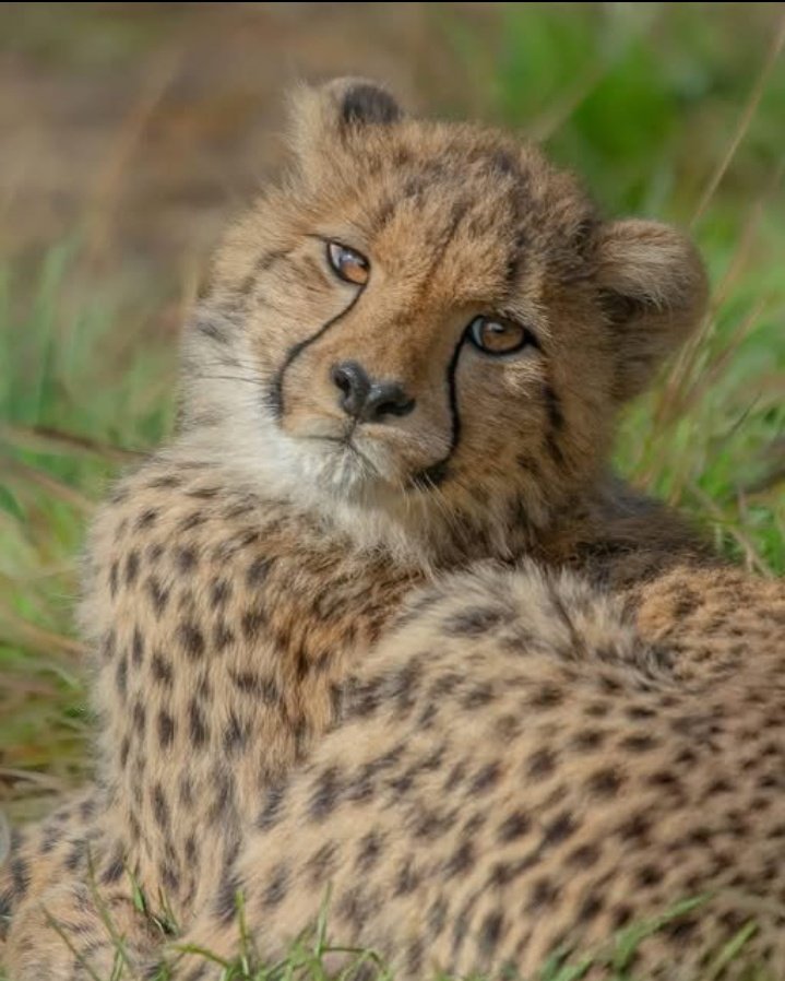 I wonder who came up with the Shona and Ndebele slangs ie... Shona "chemzing "..Ndebele " Jeki " what does it mean to be precise,I'm starting to believe he or she that made these slangs is a hood legend  don't you think..?