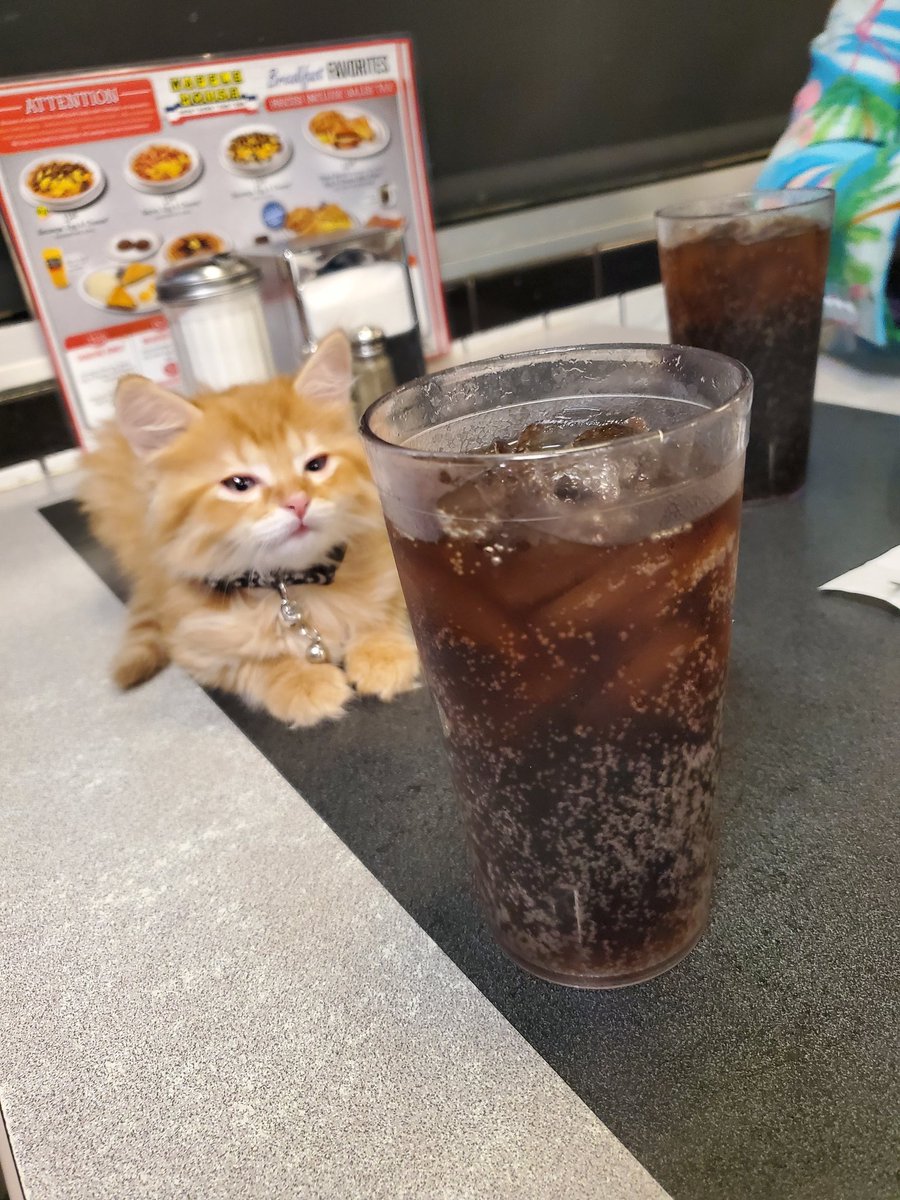 Thought I'd take this Friday to share my favorite image of my cat Pablo.

The day I got 'em I took him to Waffle House and he loved it.