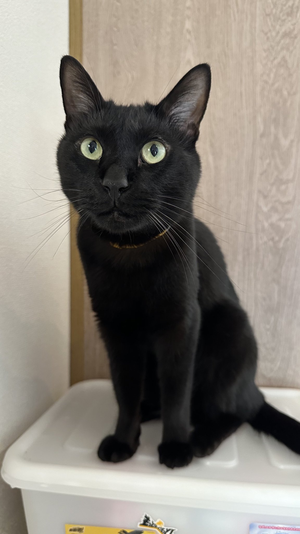 くろねこページ 黒猫トニー on X: 