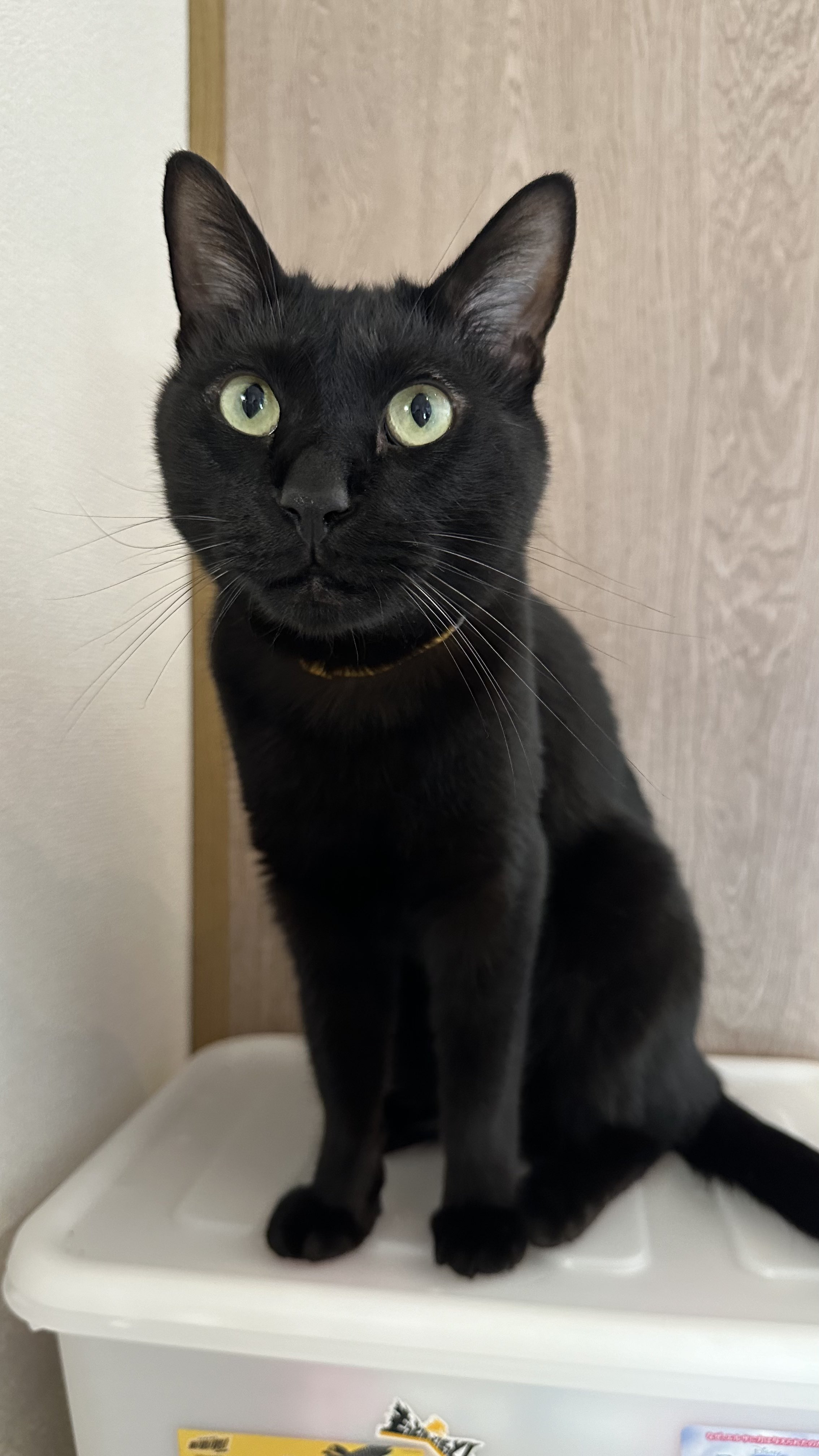黒猫 黒猫トニー on X: 