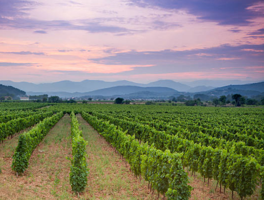 Les vendanges commencent à battre leur plein sur notre territoire. Bonnes vendanges à tous nos vignerons de Provence, qui se dépensent sans compter dans un contexte difficile pour nous amener plaisir et qualité ! Soutenons notre viticulture !
