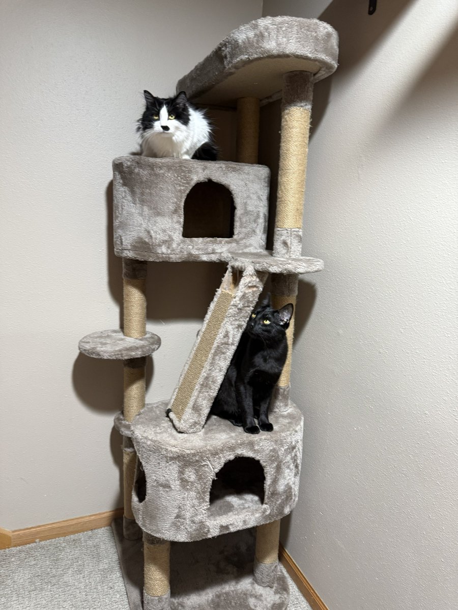 Why did I call out the animal rescue space as well?

If I’m going to call out the crypto space, I have to keep it fair. I will also call out animal rescue space when it puts optics before animals, or when I see things happening that don’t align with my principles. Such as large