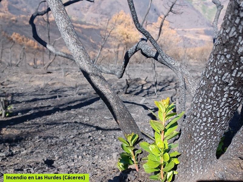 Desde nuestro Colegio <a href="/IngForestal50/">Ingeniería Forestal</a> publicamos nota de prensa abordando las cuestiones que hay que hay que considerar una vez se extinguen los incendios forestales.

PUEDES LEERLA AQUI 👇
forestales.net/contenidos/np-…