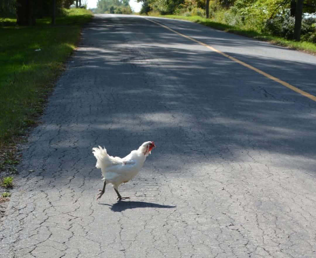 "La scène : un poulet est au bord d'une route ; il la traverse. 
      Pourquoi le poulet a-t-il traversé la route ?

RENÉ DESCARTES : Pour aller de l'autre côté.

PLATON : Pour son bien. De l'autre côté est le Vrai.

ARISTOTE : C'est la nature du poulet que de traverser les