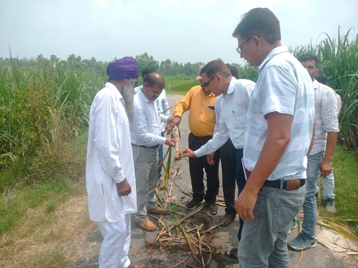 District Cane Officer Amroha (@dcoamroha) on Twitter photo दिनांक 22 अगस्त 2025 को जिला गन्ना अधिकारी, अमरोहा के निर्देशानुसार ज्येष्ठ गन्ना विकास निरीक्षक धनौरा ने वैज्ञानिकों की टीम के साथ गन्ना विकास परिषद/चीनी मिल धनौरा क्षेत्र के गन्ना प्लॉटों का निरीक्षण किया।
<a href="/UPCane/">Cane Development UP</a> <a href="/SamitiJ/">Additional Cane Commissioner, U.P.</a> <a href="/dyccmbd/">dyccmbd</a> दिनांक 22 अगस्त 2025 को जिला गन्ना अधिकारी, अमरोहा के निर्देशानुसार ज्येष्ठ गन्ना विकास निरीक्षक धनौरा ने वैज्ञानिकों की टीम के साथ गन्ना विकास परिषद/चीनी मिल धनौरा क्षेत्र के गन्ना प्लॉटों का निरीक्षण किया।
<a href="/UPCane/">Cane Development UP</a> <a href="/SamitiJ/">Additional Cane Commissioner, U.P.</a> <a href="/dyccmbd/">dyccmbd</a>