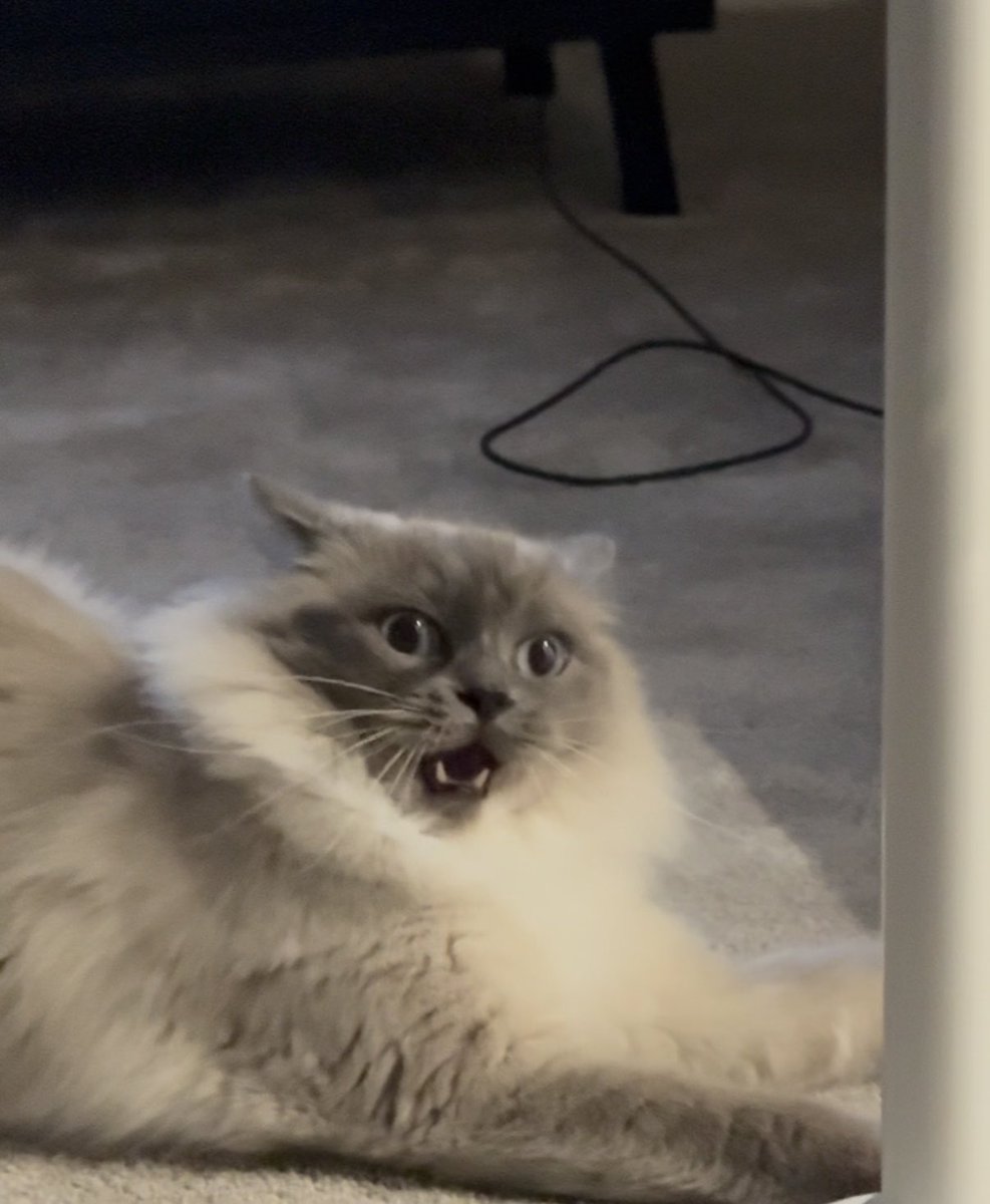 naleiaa_'s tweet photo. @TFT My cat Pipa going 1st vs her going 8th https://t.co/mnLPAXcVfc