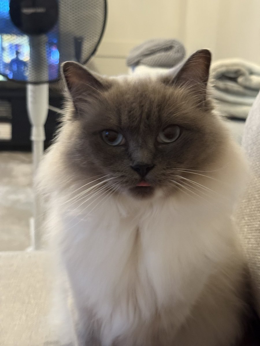 naleiaa_'s tweet photo. @TFT My cat Pipa going 1st vs her going 8th https://t.co/mnLPAXcVfc