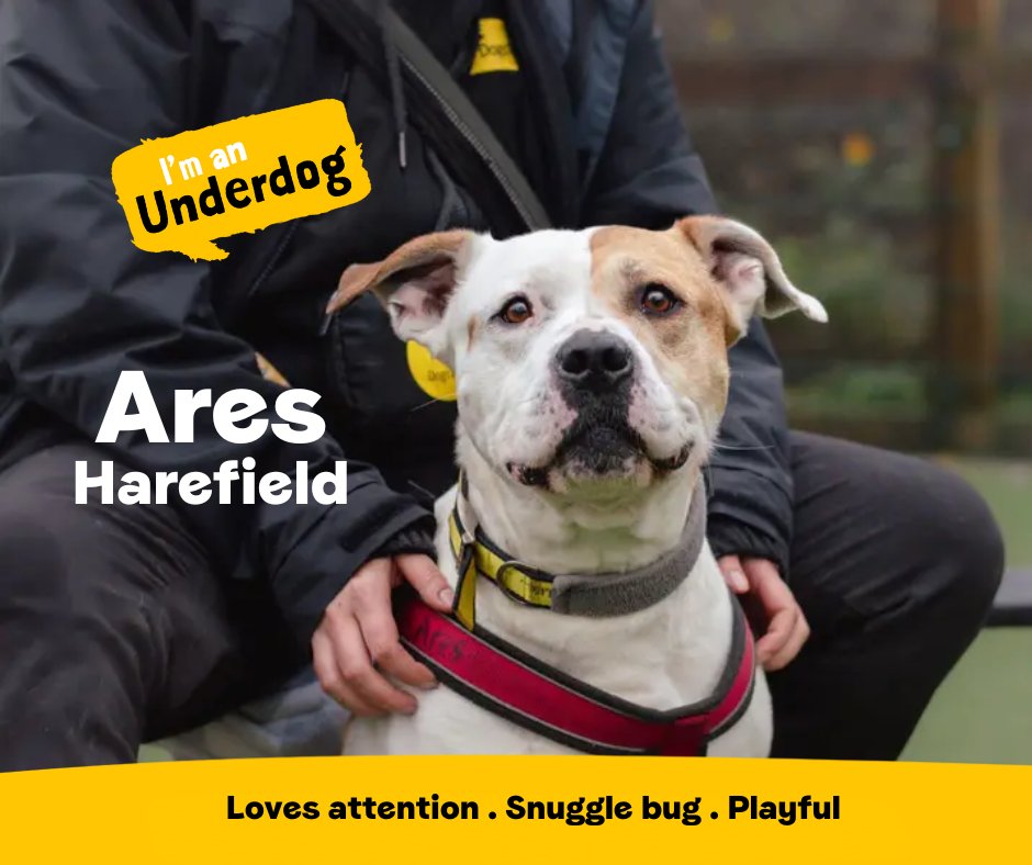Adorable Underdog Ares is a sweet older boy who adores attention and is on the lookout for his forever home! This snuggly pooch will lean into you for a fuss and adores playing with this toys💛
<a href="/DT_WestLondon/">Dogs Trust West London</a>📍 bit.ly/41k7tQ6