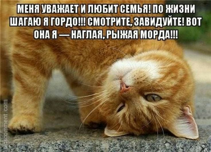 🐾 Сегодня — День рыжих кошек! 🐾

1 сентября в мире принято уделять особое внимание солнечным питомцам! Этот день посвящён тем самым пушистым огонькам, которые украшают дом своим задорным характером и тёплым окрасом.

Рыжие кошки встречаются реже, чем кажется: всего около 20%