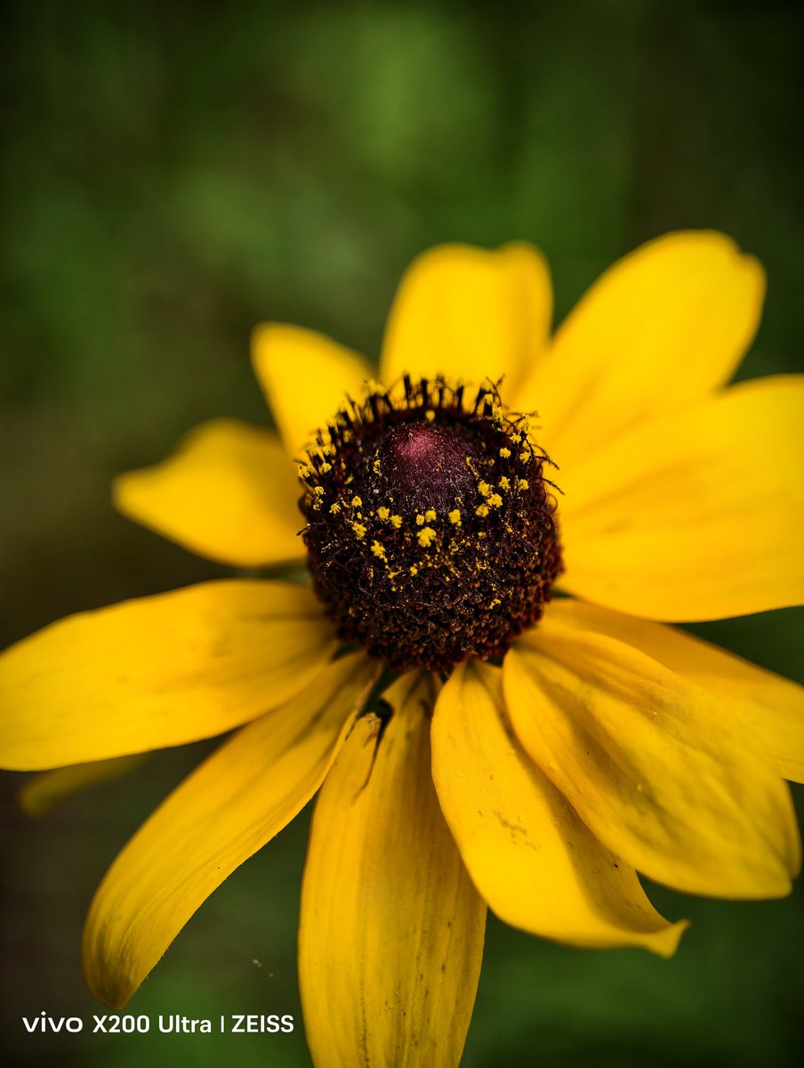 #VivoX200Ultra
#smartphonephotography