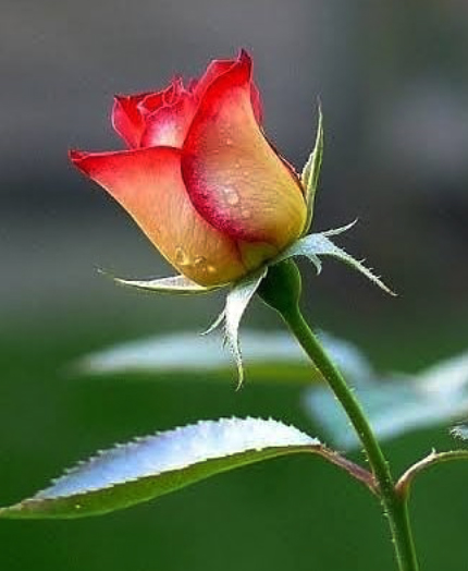 StellaFoxinink6's tweet image. Venerdì Santo🍨🍹#FridayFeeling #MiddayMagic #Crypto #Web3 #CoffeeTime #cheesecake #Mindfulness