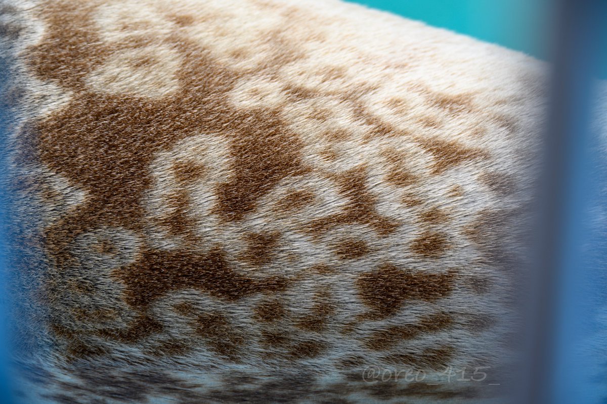 爆乾きようちゃん！！！！！！！！！
#とっかりセンター #よう