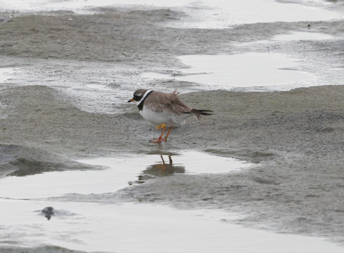 This Tundra Ringed Plover I saw at the Pool of Virkie a few days ago was ringed at Wig, Gwynedd on 17/8/19 as an non moulting adult, this is the first re-sighting