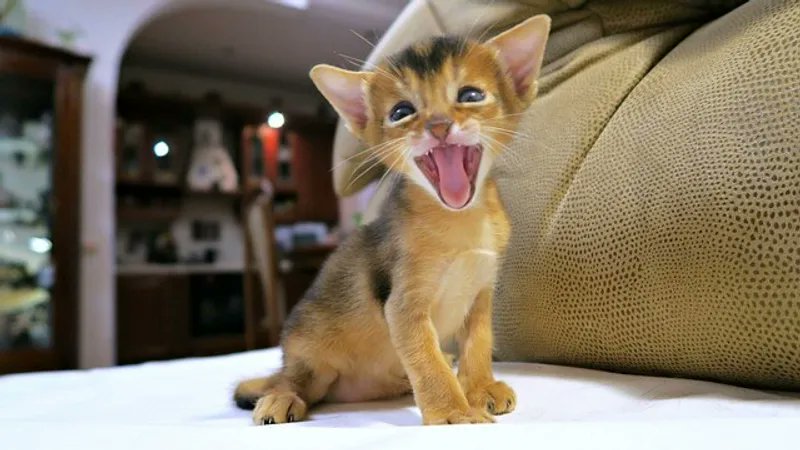 bigcatwar's tweet image. Нью композия,для меня...
youtu.be/aIdl_tasSGI?si…
