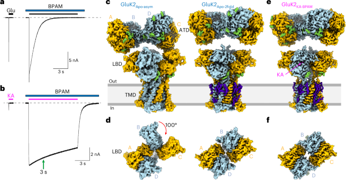 NatureSMB's tweet photo. New online! Activation of kainate receptor GluK2–Neto2 complex https://t.co/k1bF5cswTJ https://t.co/Pek5kMqeNW
