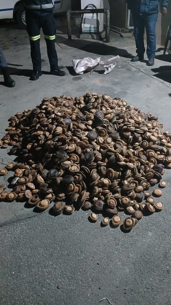 _ArriveAlive's tweet image. K9 Worcester arrests suspect with abalone worth R1.8 million

tinyurl.com/23afm9yb

#ArriveAlive #Crime #Abalone @SAPoliceService