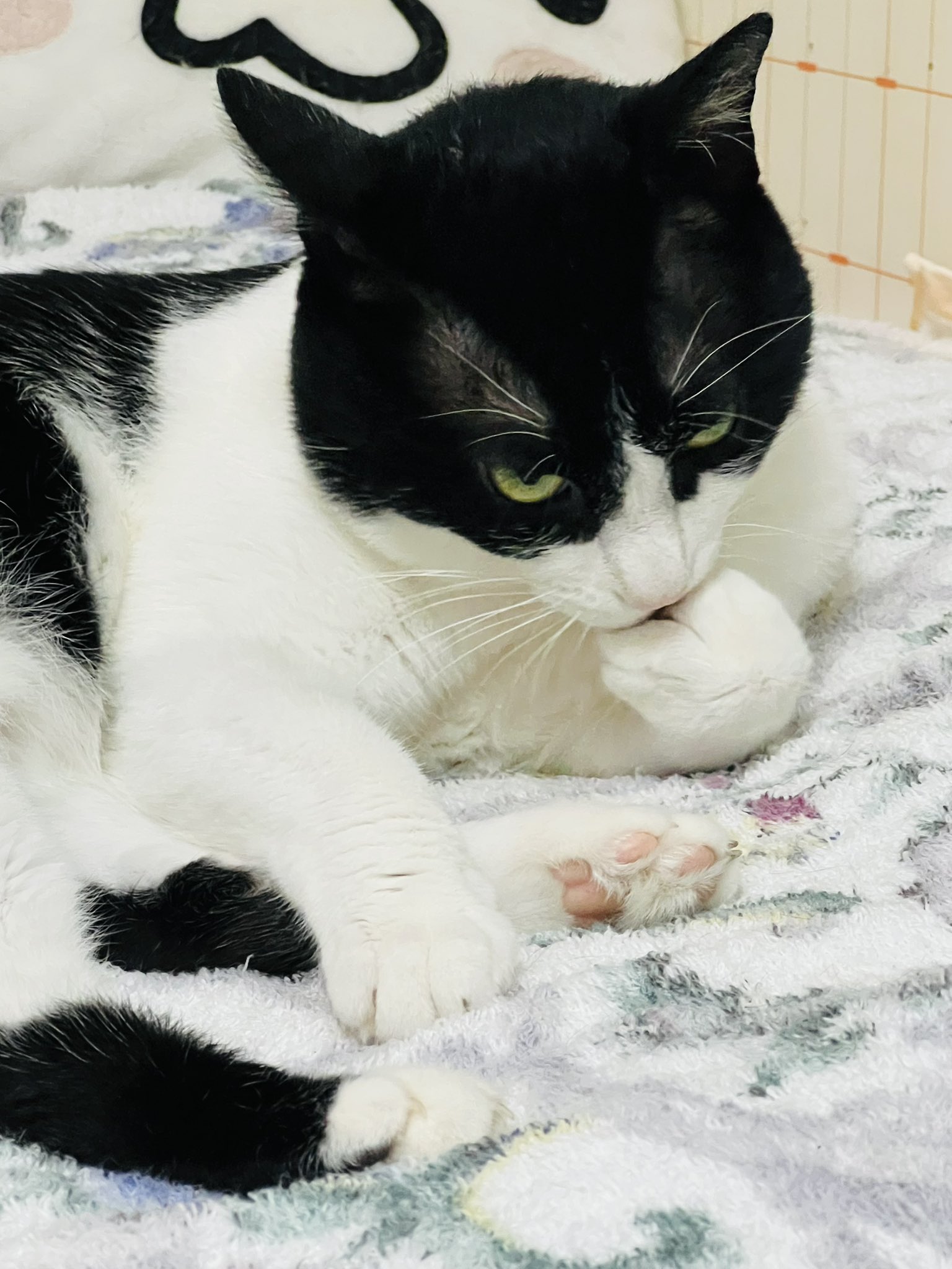 かなた🐱🐱_(:3 」∠)_ on X: 