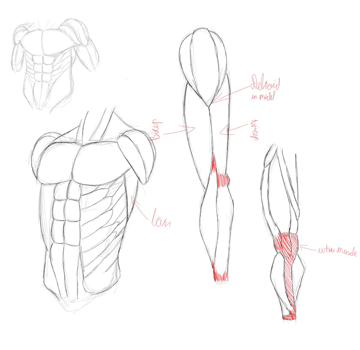 Still trying to study anatomy