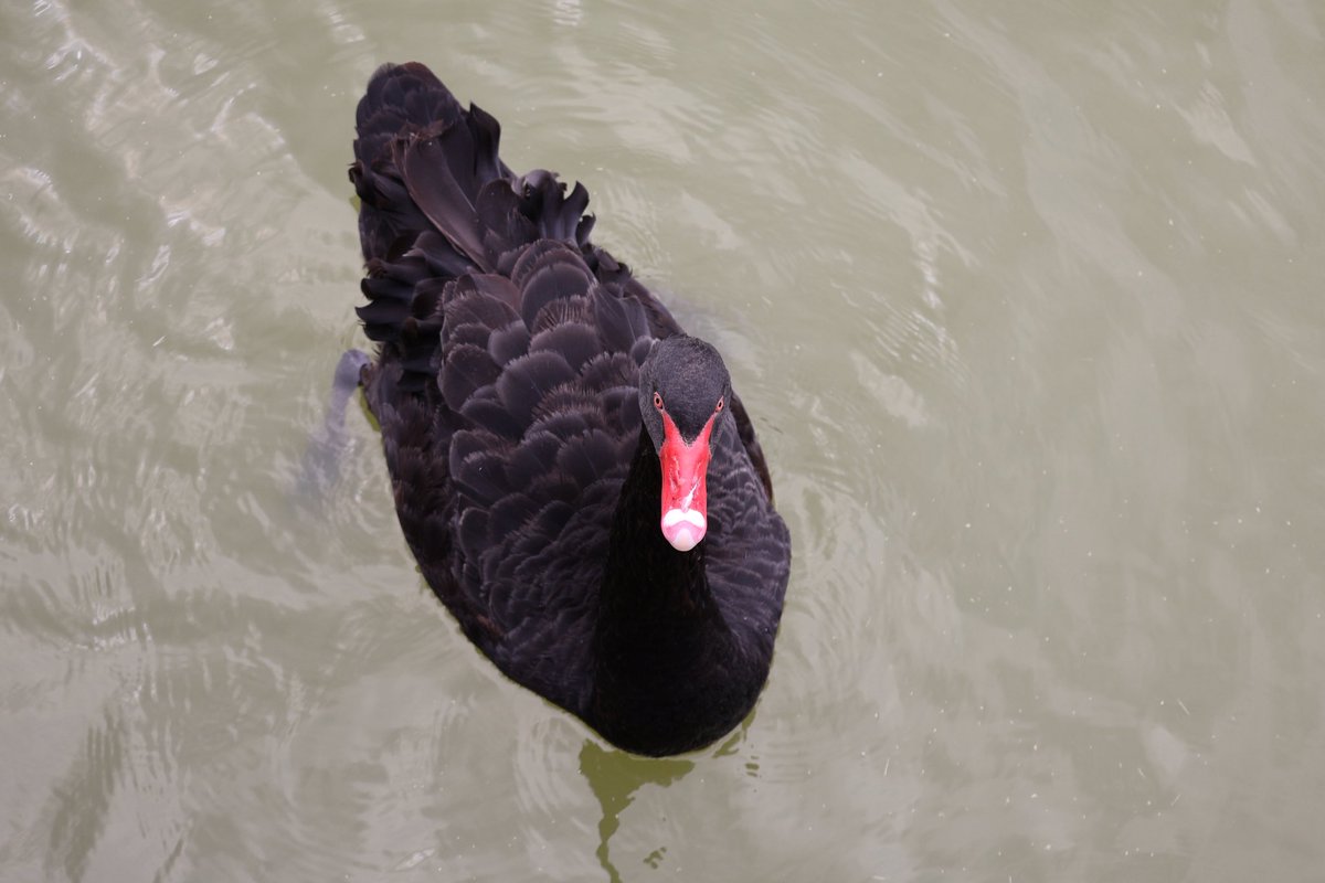 你瞪着我做什么😧