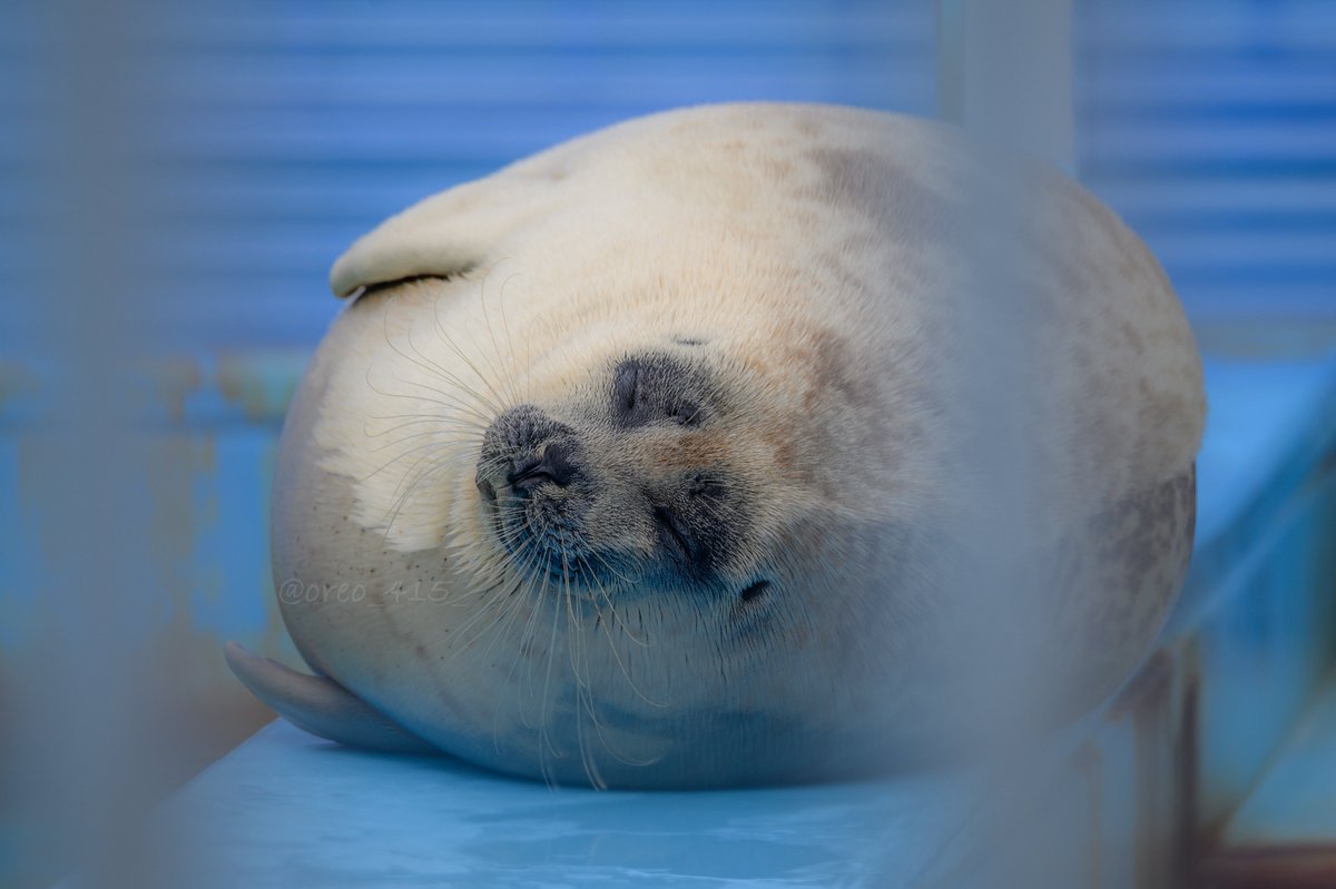 守りたいこの寝顔😴
#とっかりセンター #よう