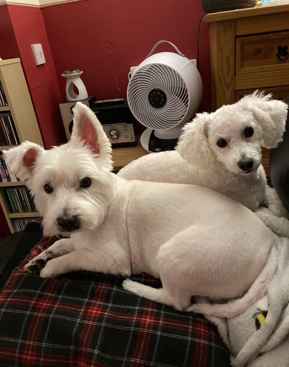 Beckyy_Thomas's tweet photo. @TastyBone_UK Lilly &amp; Ollie think there’s 9 🦴 https://t.co/zsrQogYH7L