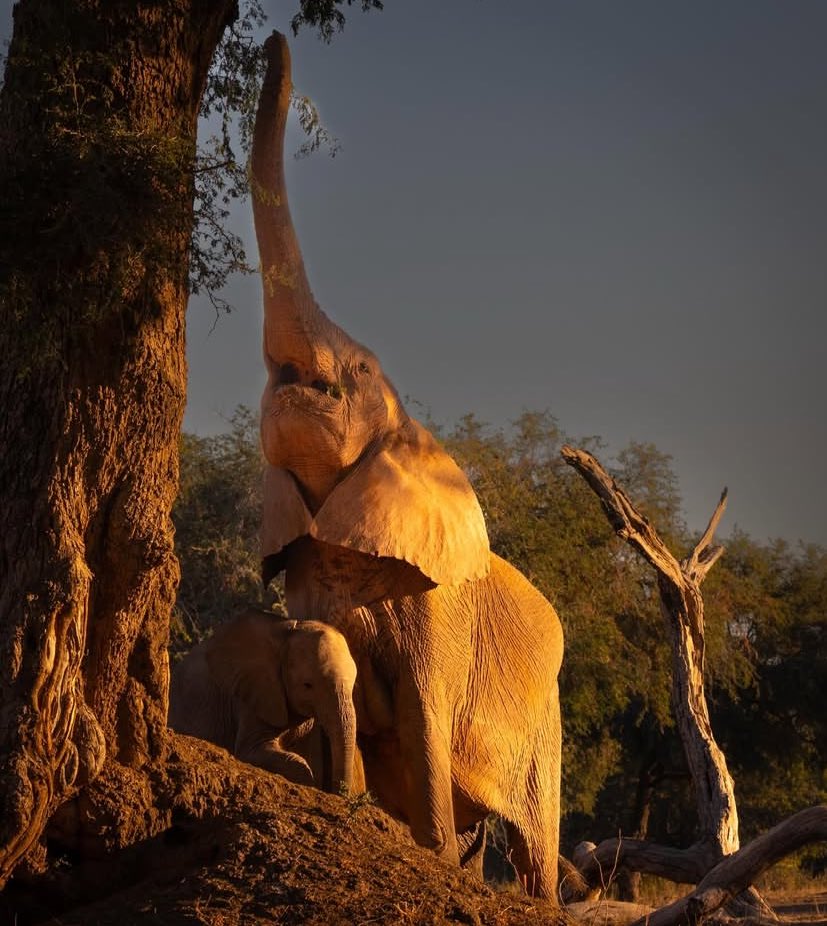 EXPLOREREYES๐ฟ๐ผ (@gary161718) on Twitter photo Only in Zimbabwe ๐
Sanganai Hlanganani Kumbanayi Tourism Expo
๐๐ฎ๐๐ฒ: 10 - 12 September 2025
๐ฉ๐ฒ๐ป๐๐ฒ: Mutare Sports Club
๐๐บ๐ฎ๐ถ๐น: ncb@ztazim.co.zw
๐๐ผ๐ป๐๐ฎ๐ฐ๐: +263 8677 005 904
๐๐ผ๐ฟ ๐ฑ๐ฒ๐๐ฎ๐ถ๐น๐ ๐๐ถ๐๐ถ๐: zimbabwetourism.net/sanganai
Mana Pools๐ฟ๐ผ. Only in Zimbabwe ๐
Sanganai Hlanganani Kumbanayi Tourism Expo
๐๐ฎ๐๐ฒ: 10 - 12 September 2025
๐ฉ๐ฒ๐ป๐๐ฒ: Mutare Sports Club
๐๐บ๐ฎ๐ถ๐น: ncb@ztazim.co.zw
๐๐ผ๐ป๐๐ฎ๐ฐ๐: +263 8677 005 904
๐๐ผ๐ฟ ๐ฑ๐ฒ๐๐ฎ๐ถ๐น๐ ๐๐ถ๐๐ถ๐: zimbabwetourism.net/sanganai
Mana Pools๐ฟ๐ผ.
