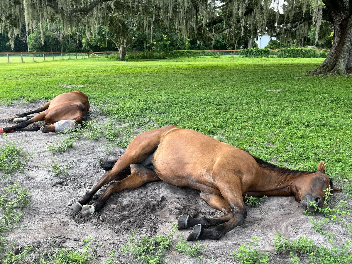 Freedom Ride tweet media