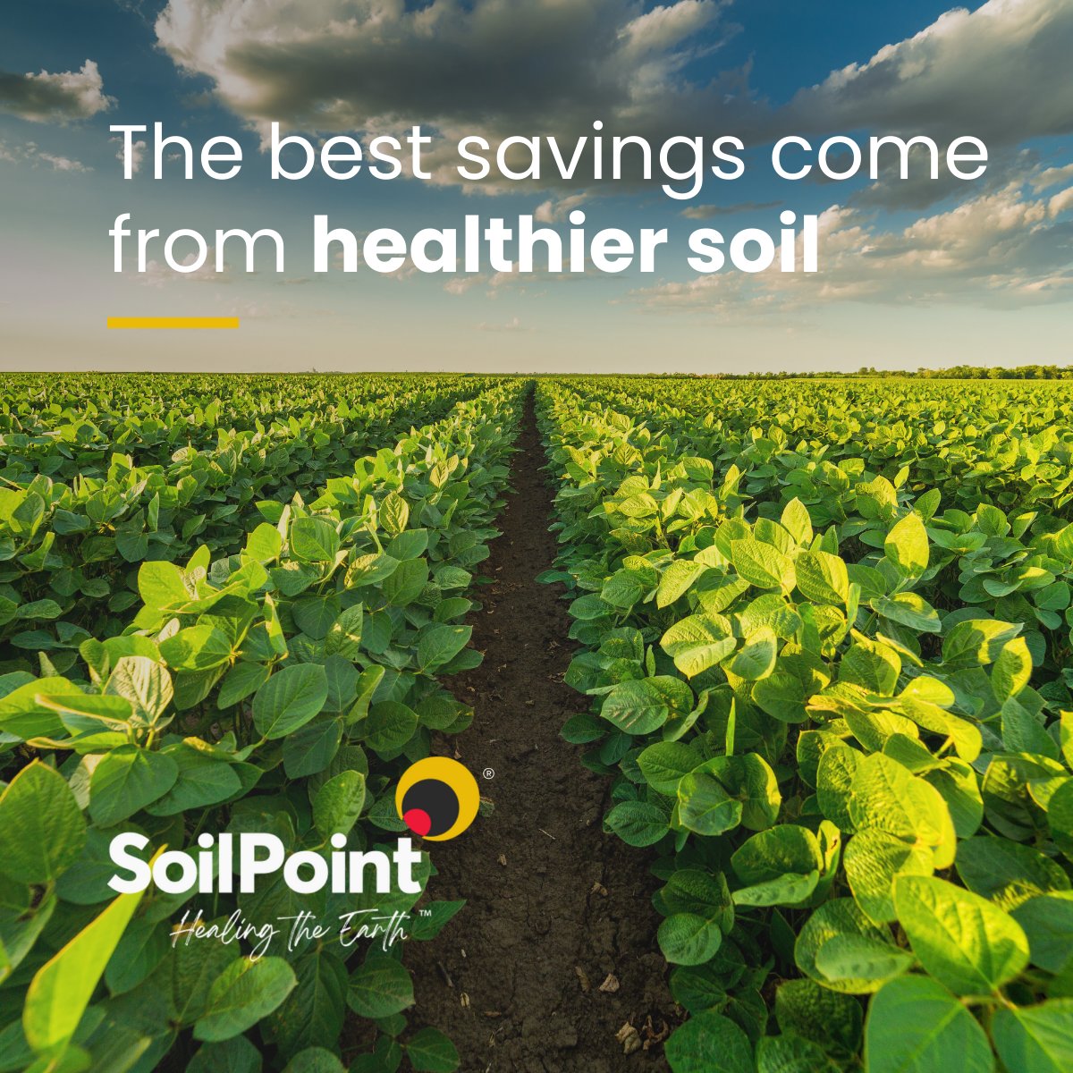 SoilPointEarth's tweet photo. The best savings on the farm don’t come from cutting corners - they come from healthier soil.
 
SoilPoint Soil Booster strengthens soil’s natural ability to hold nutrients and water, meaning crops thrive with less reliance on costly inputs.
 
When your soil works smarter, every acre becomes more efficient.
 
#sustainablefarming 
#agriculture 
#farming