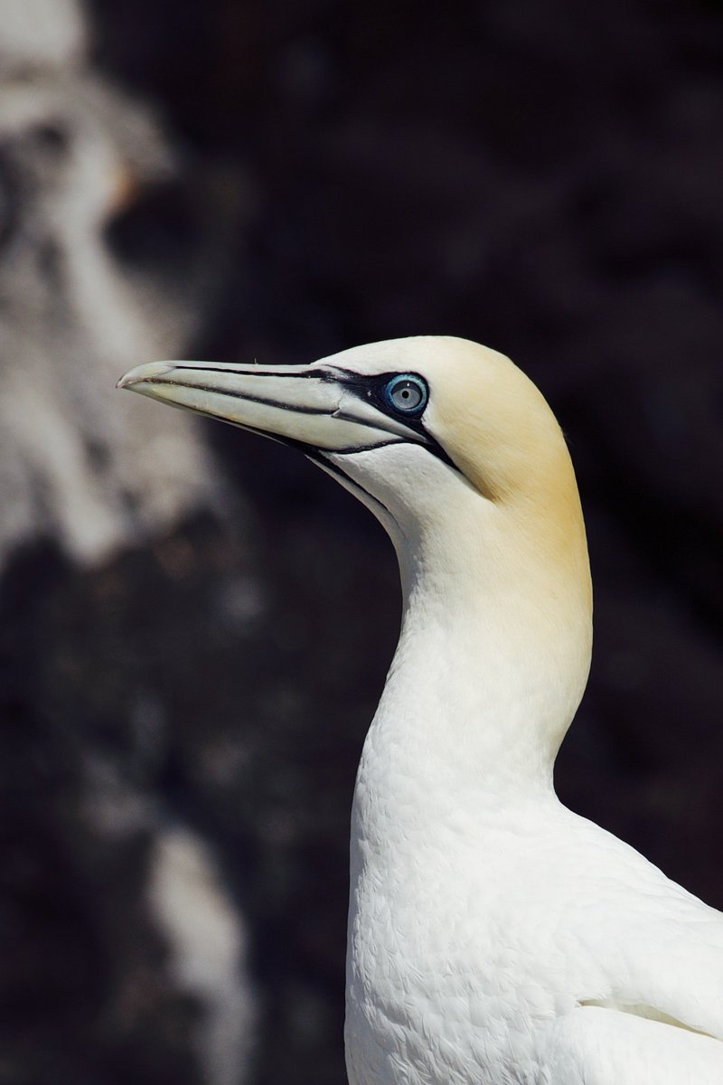 kylebonallo's tweet photo. Northern Gannet, Bass Rock #Scotland https://t.co/X8RU38ndhf