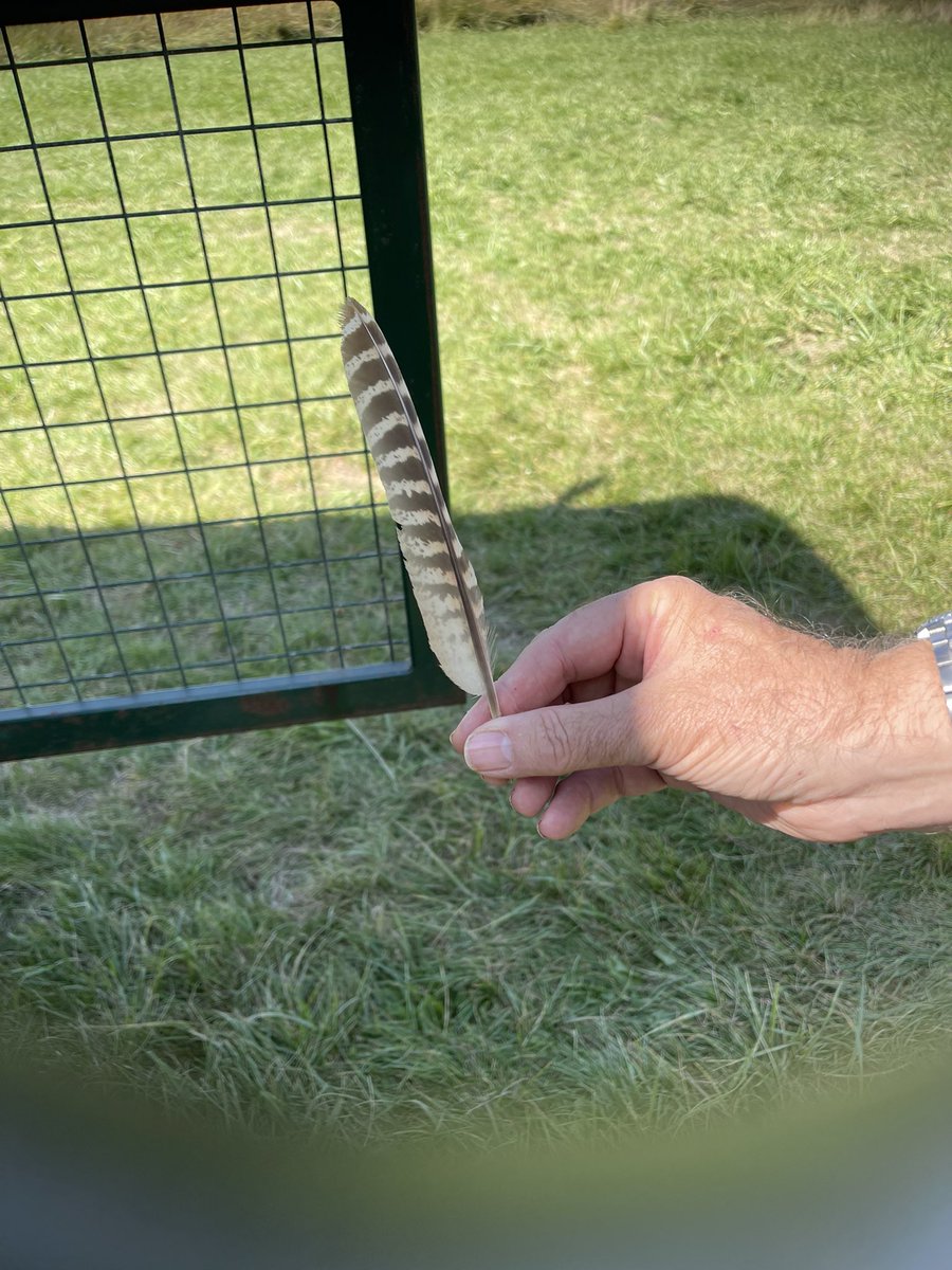 AM Safari part two -  4 Cranes inc ER &amp; Phelps, 2Hobby, Small Copper, 1 Grass Snake, 2 Marsh Harrier, Kestrel, 16 Cattle Egret and Pheasant feather found by our youngest participant <a href="/slimbridge_wild/">Slimbridge Sightings</a> #GlosBirds