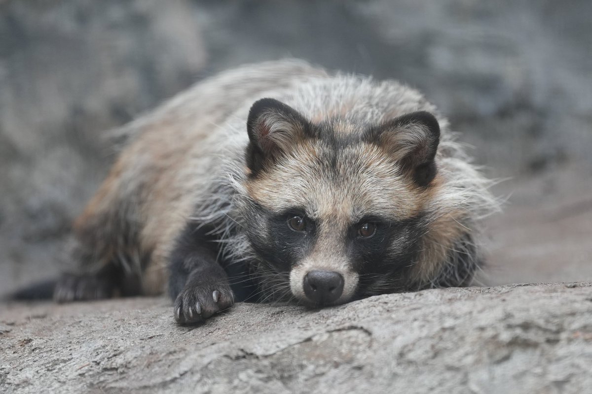 ヒフミくんも #のげっ子正面顔 
#野毛山動物園 #ホンドタヌキ