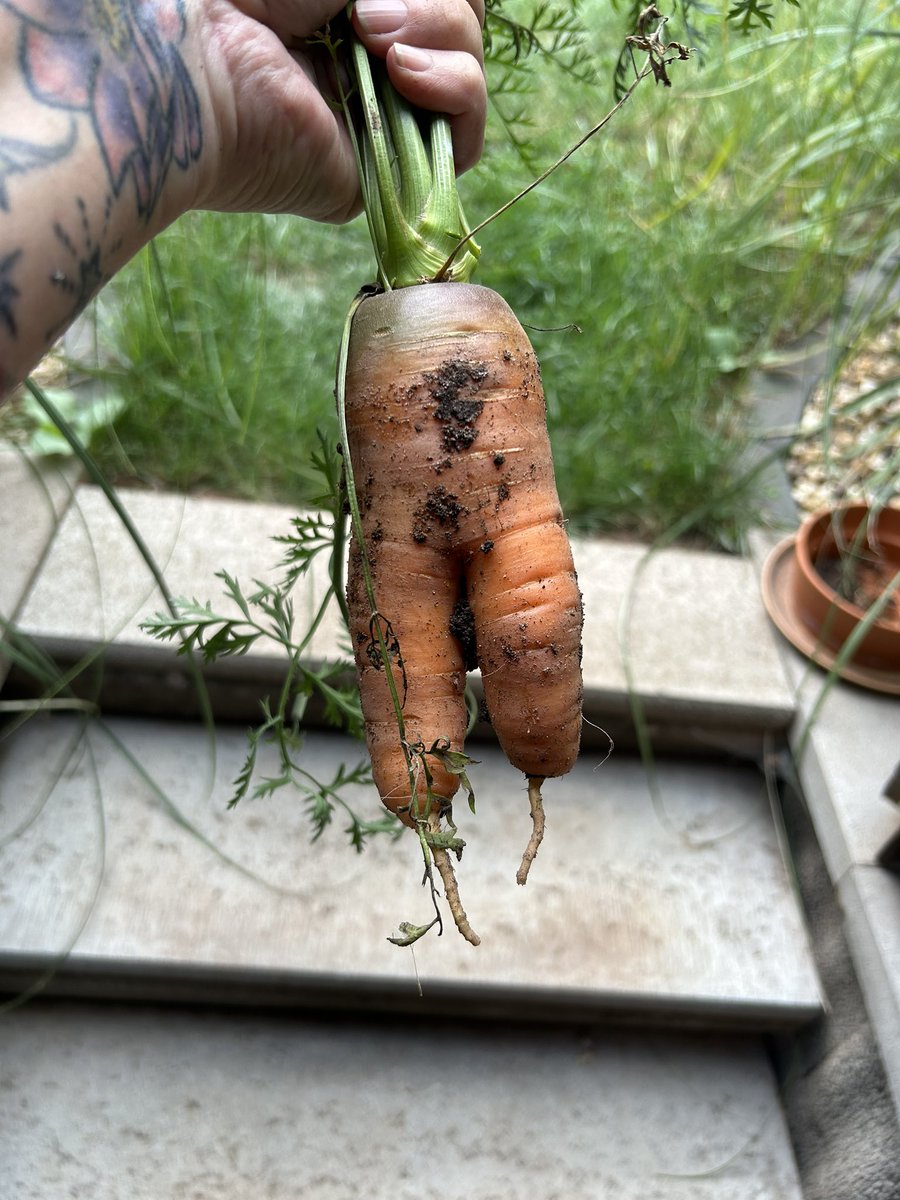 Erntezeit 😃