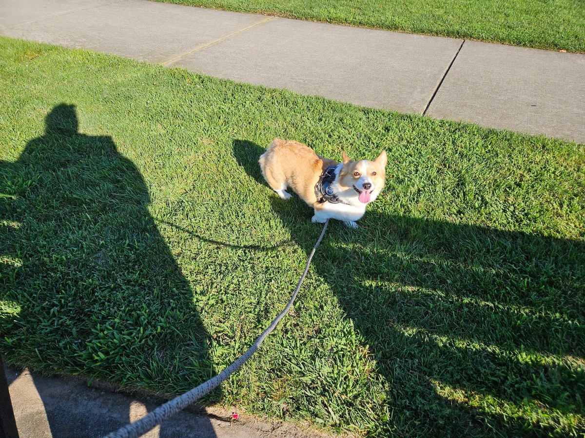 brezcorgi's tweet photo. Out for my morning constitutional! https://t.co/y6QCA5RyNN