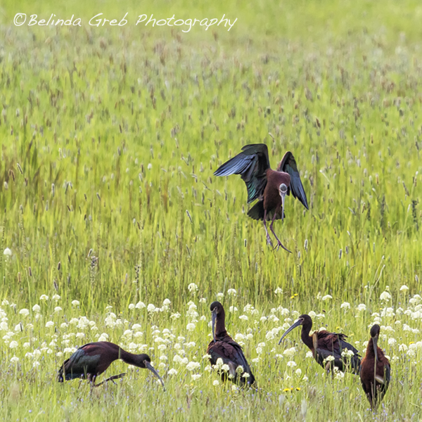 A White-faced Ibis looks like a helicopter landing! rdbl.co/291I8ym More  Redbubble redbubble.com/people/belinda…
#photography