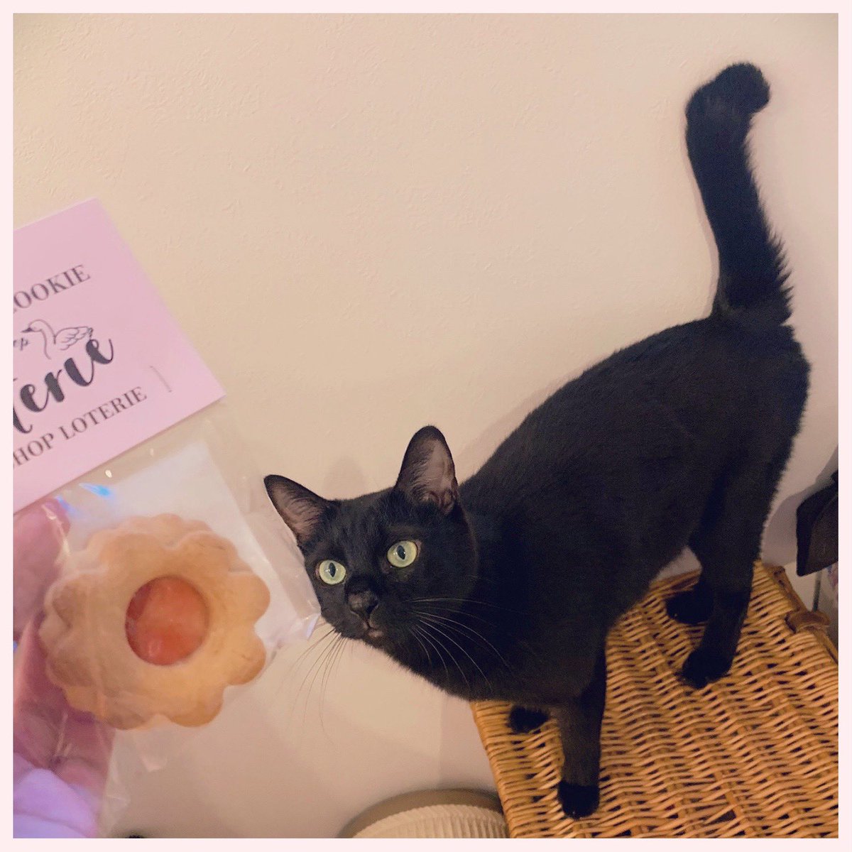 rainbowandesine's tweet photo. 🇬🇧英国展で
買って来た、
かわいいクッキーを
並べていたら
やって来たよ
かわいい黒猫が。
るんるんしながらさ

🍪🦢🏵️🐈‍⬛♡

#ベイクショップロトリー
#日本橋三越
#英国展 https://t.co/ig6WpgtyFX