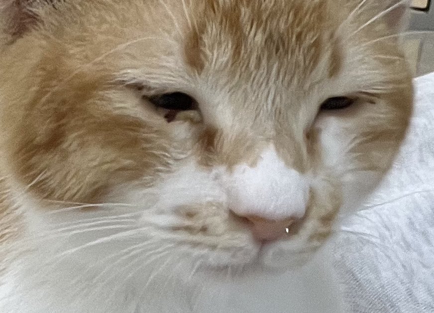 Dolly Doppel🧸🗝️【Perfruor】GRADUATED tweet media