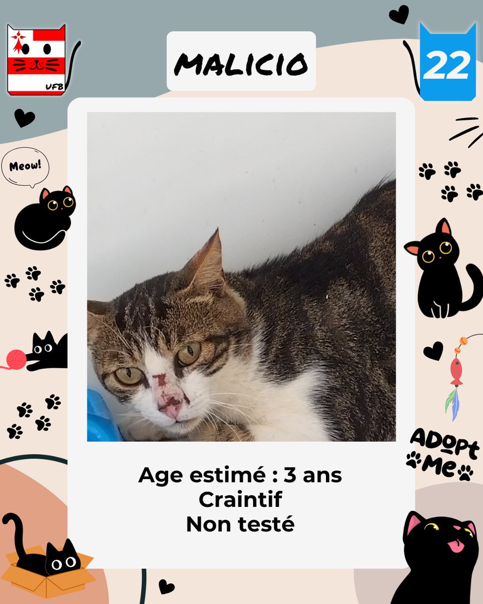 justineducern's tweet photo. Il nous reste encore ces 3 chats sans solution de la liste de cette semaine.
Ils sont toujours en fourrière
Mais on ne lache rien - 
On continue à rechercher des places pour eux dans les assos. https://t.co/VWOaA8TxVs