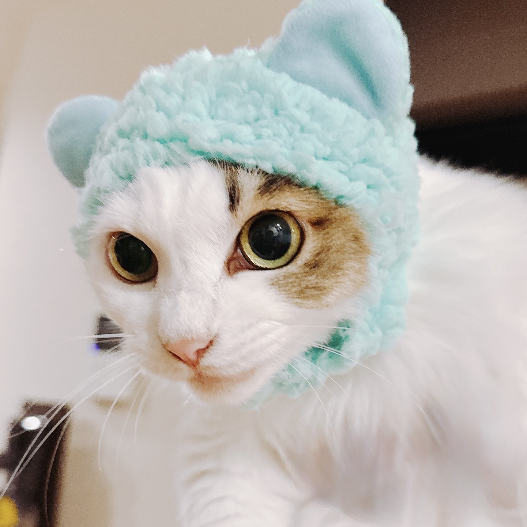 ねこねこ様ご確認用です(^-^) 猫ですよろしくおねがいします | Scptcgjpj Wiki | Fandom