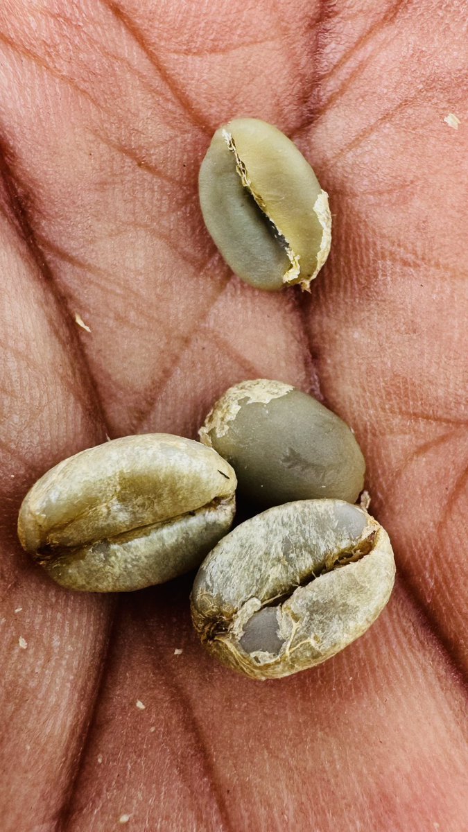 mhdhamad's tweet photo. Backyard magic in progress 🌿

From tiny cherries 🍒 to shiny beans ☕… patience tastes good 😎

This is not  Mwandiga hii ni Dodoma!

#CoffeeJourney #HomeGrown #BackyardMagic #SoftLife

📍Dodoma 🇹🇿 https://t.co/oQEPZ9KlDV