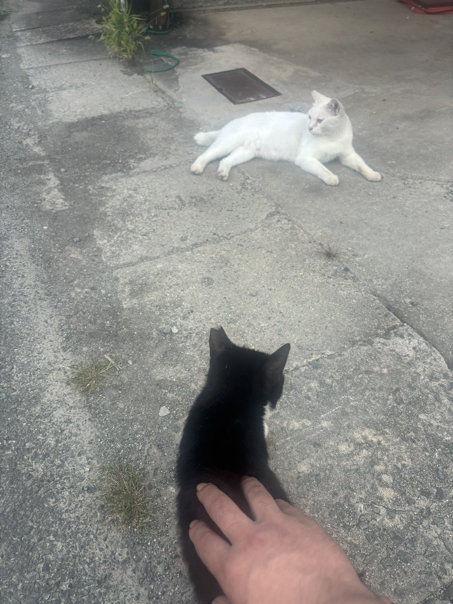 人の髪の毛みたいだな
ちゃんと猫ですよ、さくら猫
白がオスで嫁が黒猫で、その子どもが見事に白、黒、白黒に分かれてる
この子は白黒、初めて触らせてくれた